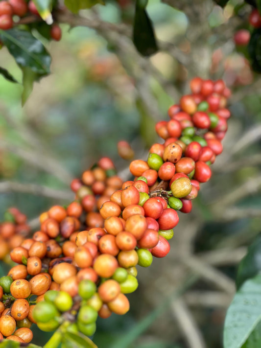 Coffee cherries