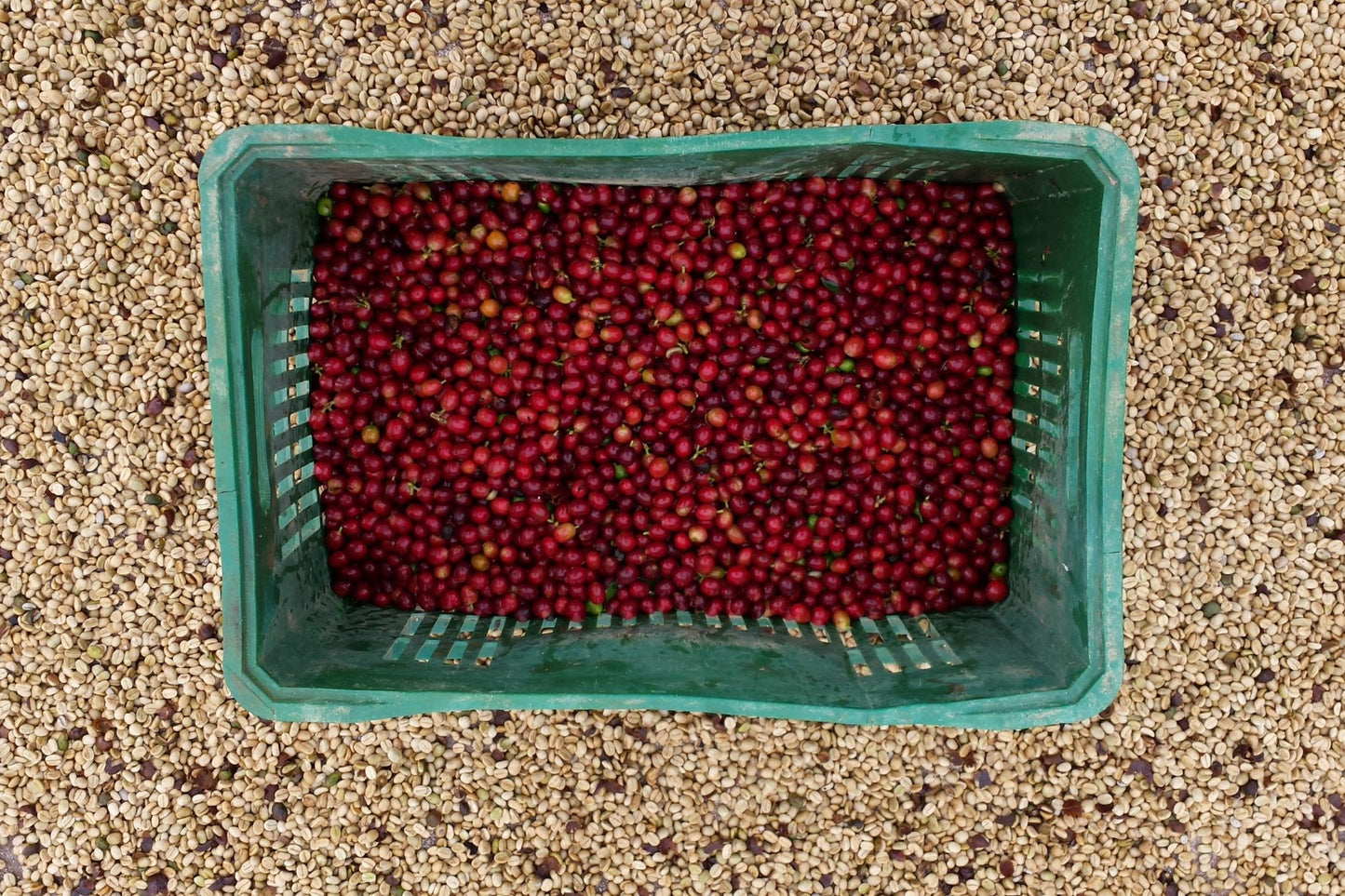 El Recreo - Espresso Blend