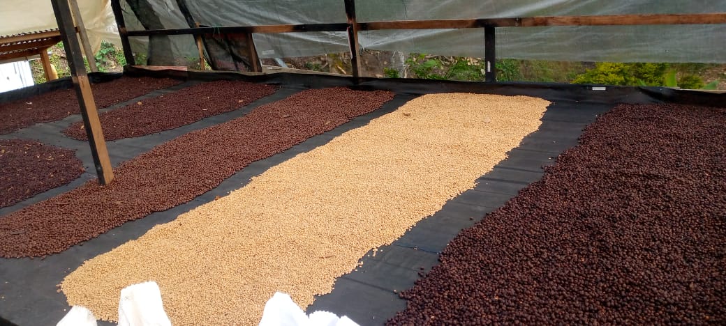 Jorge Rojas - Single Origin - COLOMBIA