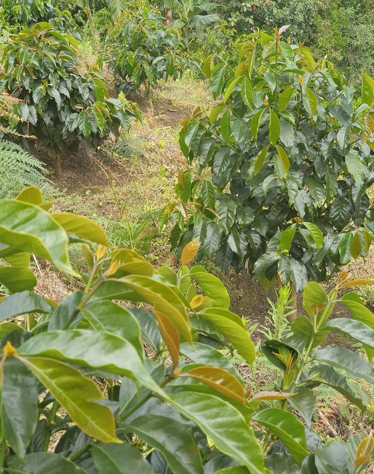 Wilton Benitez - Single Origin - COLOMBIA