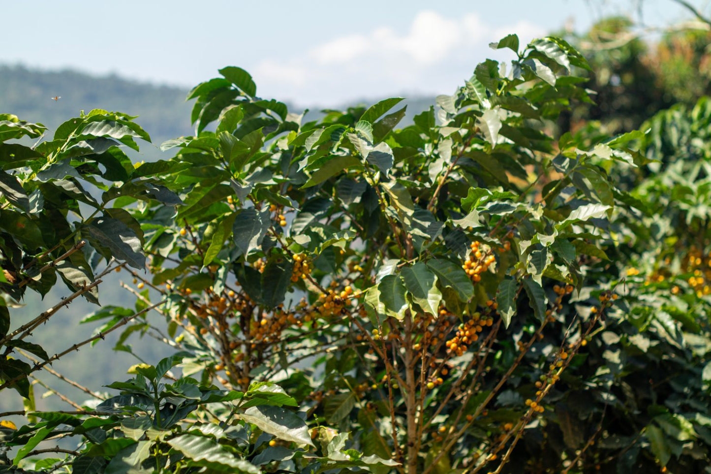 Carmelita Aduviri - Single Origin - BOLIVIA