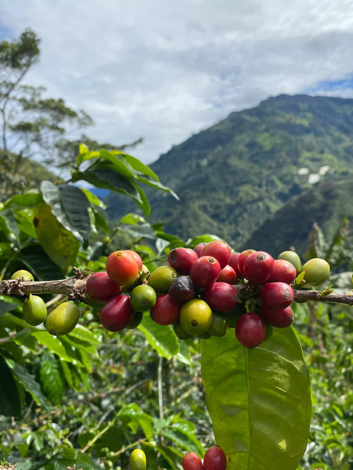 Jairo Lopez - Single Origin - COLOMBIA