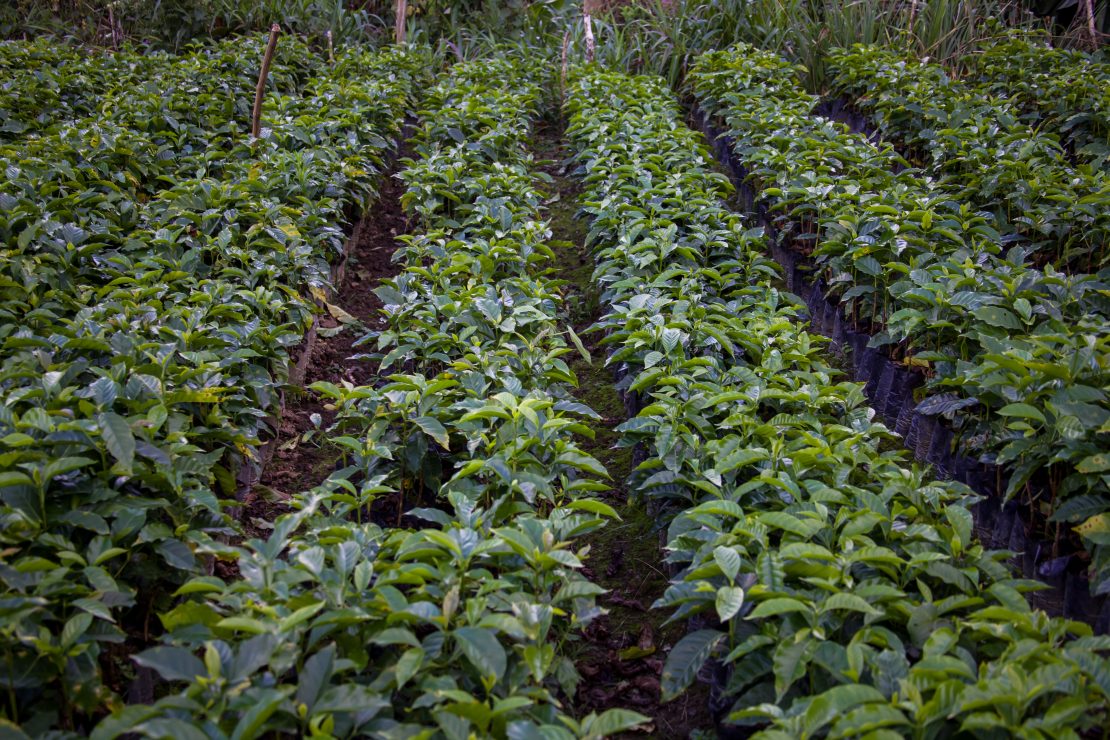 Carmelita Aduviri - Single Origin - BOLIVIA