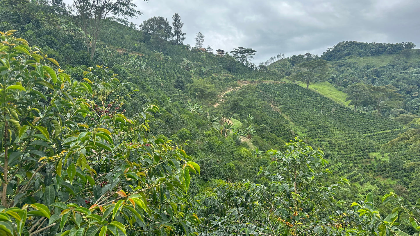 Jorge Rojas - Single Origin - COLOMBIA