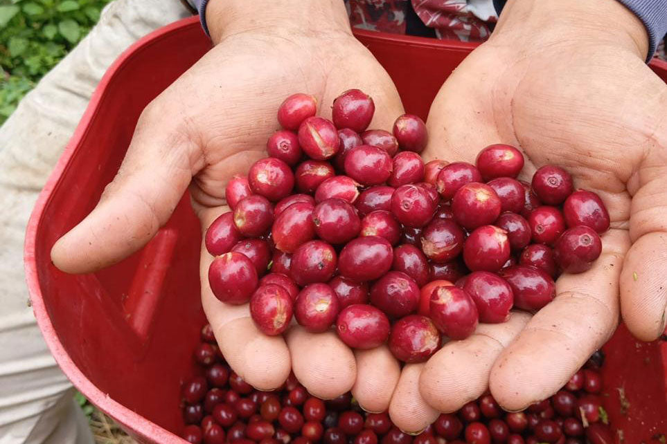 Andres Peña - Single Origin - COLOMBIA