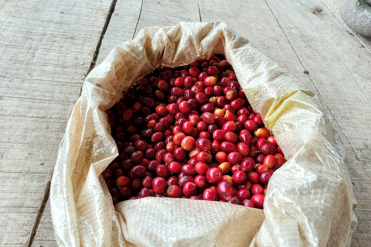 La Serranía - Decaf - Single Origin - COLOMBIA