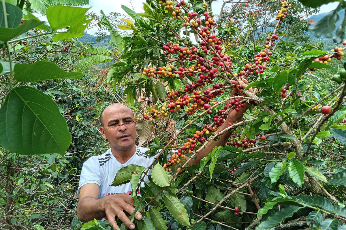 La Serranía - Decaf - Single Origin - COLOMBIA