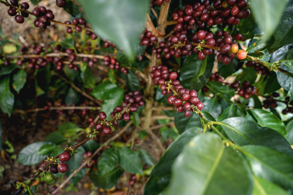 Producers of Aponte - Single Origin - COLOMBIA