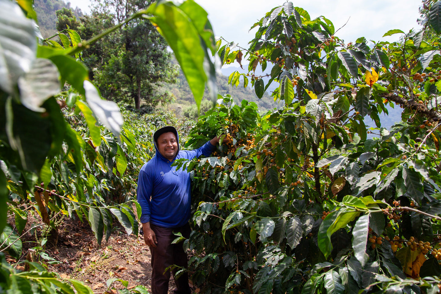 La Guacamaya - Single Origin - GUATEMALA