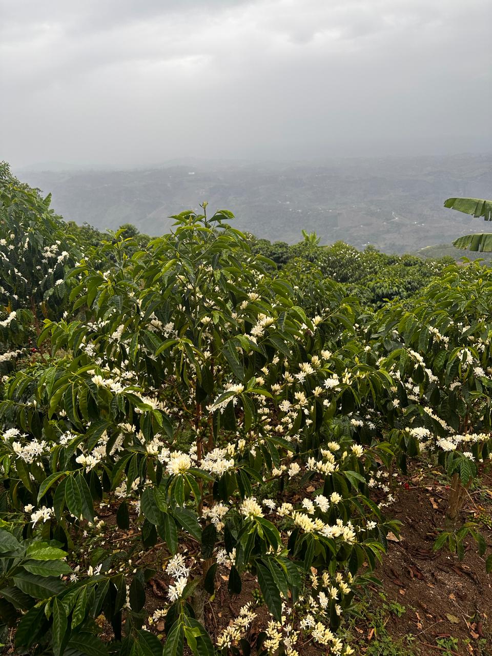 Creation - Single Origin - COLOMBIA