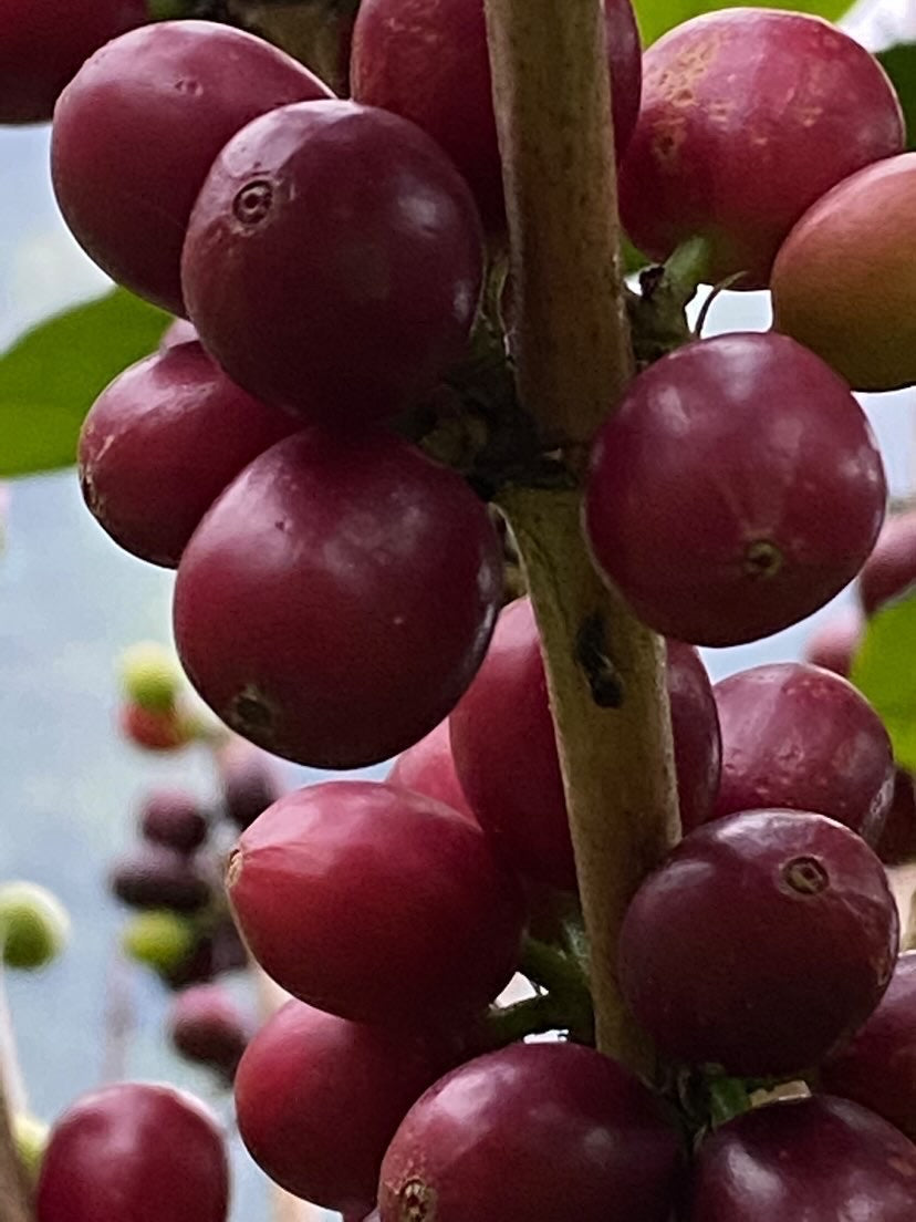 Jairo Lopez - Single Origin - COLOMBIA