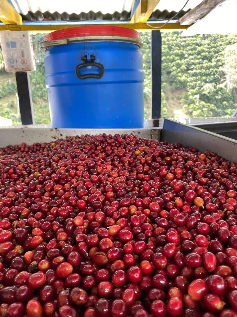 Jairo Lopez - Single Origin - COLOMBIA