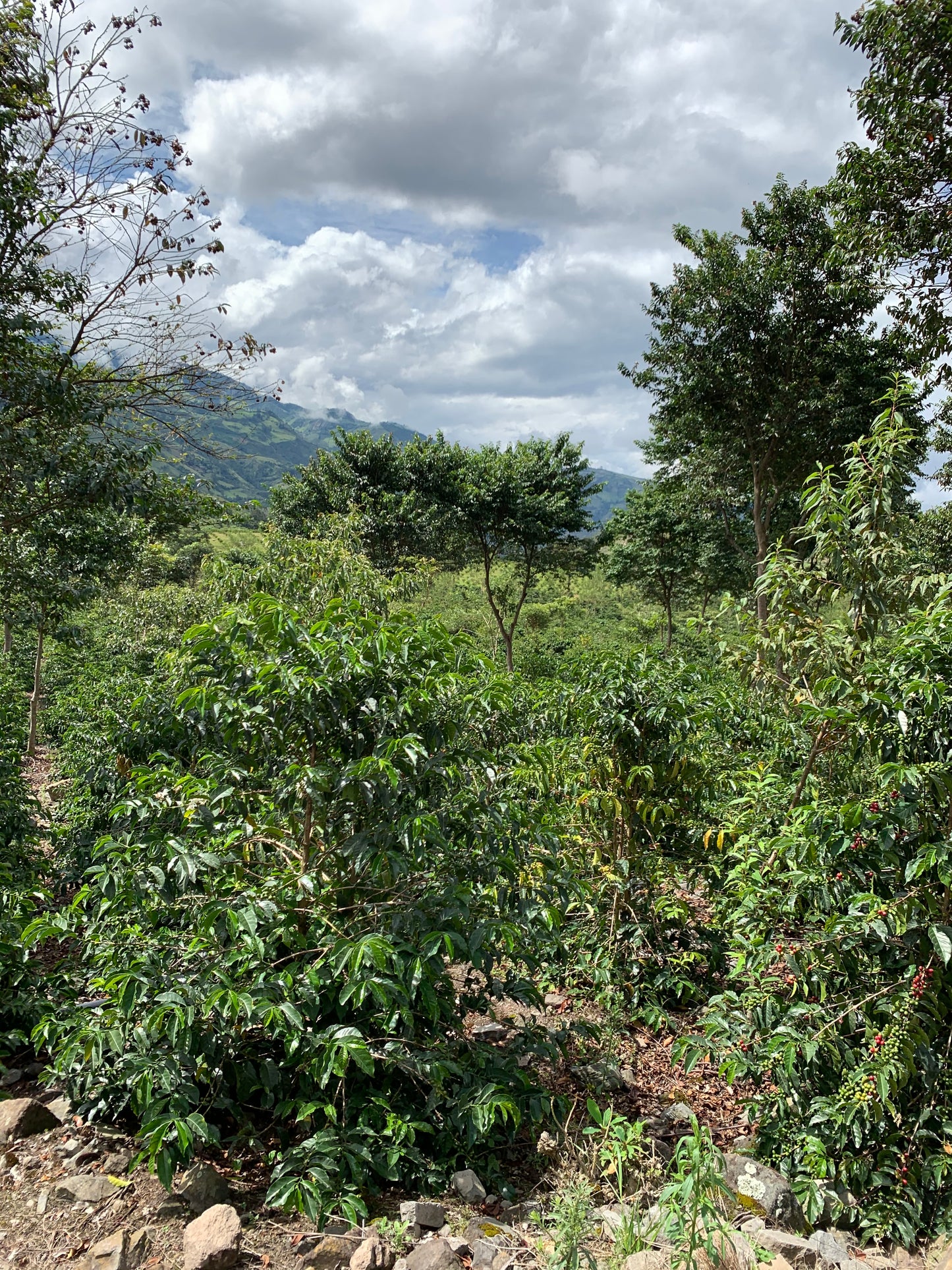 El Libertador - Seasonal Espresso Blend