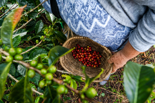 Specialty Coffee Beans vs Commodity Coffee Beans: A Journey into the World of Coffee