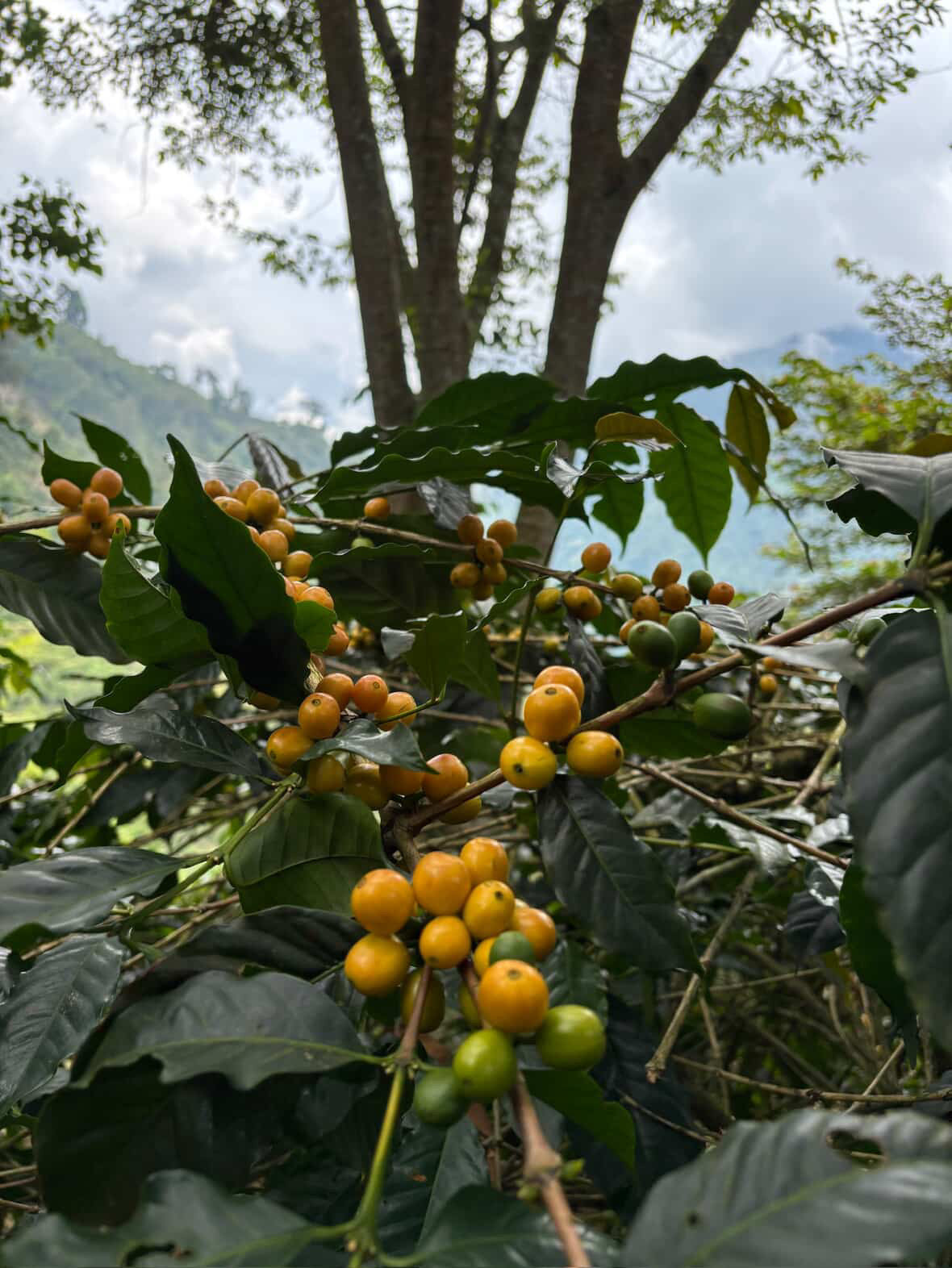 Jairo Lopez - Single Origin - COLOMBIA