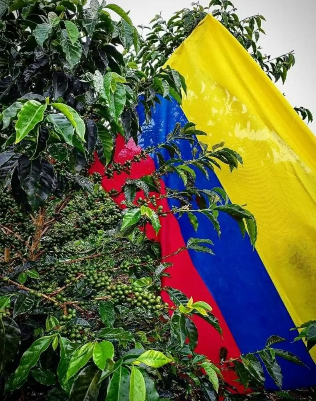 Wilton Benitez - Single Origin - COLOMBIA