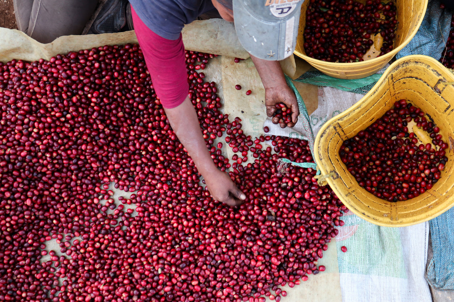 Los Rodriguez - Single Origin - BOLIVIA