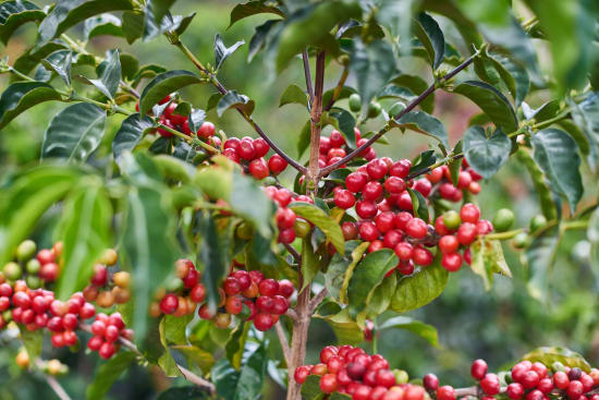 Henry Prado & Ana Jimenez - Single Origin - ECUADOR