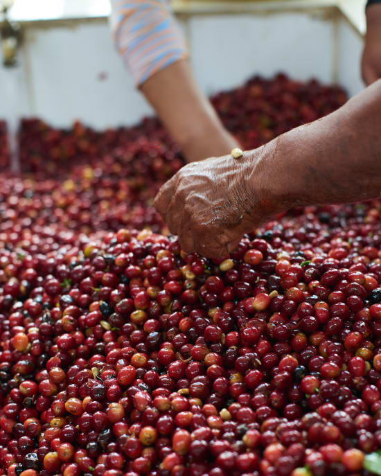 Henry Prado & Ana Jimenez - Single Origin - ECUADOR