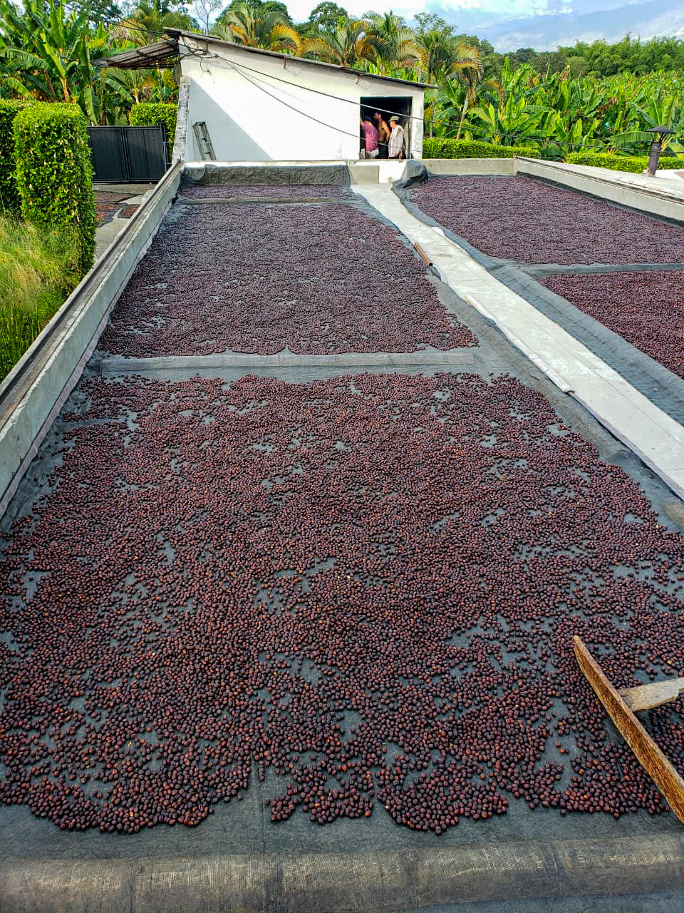 El Conjuro - Special Espresso Blend