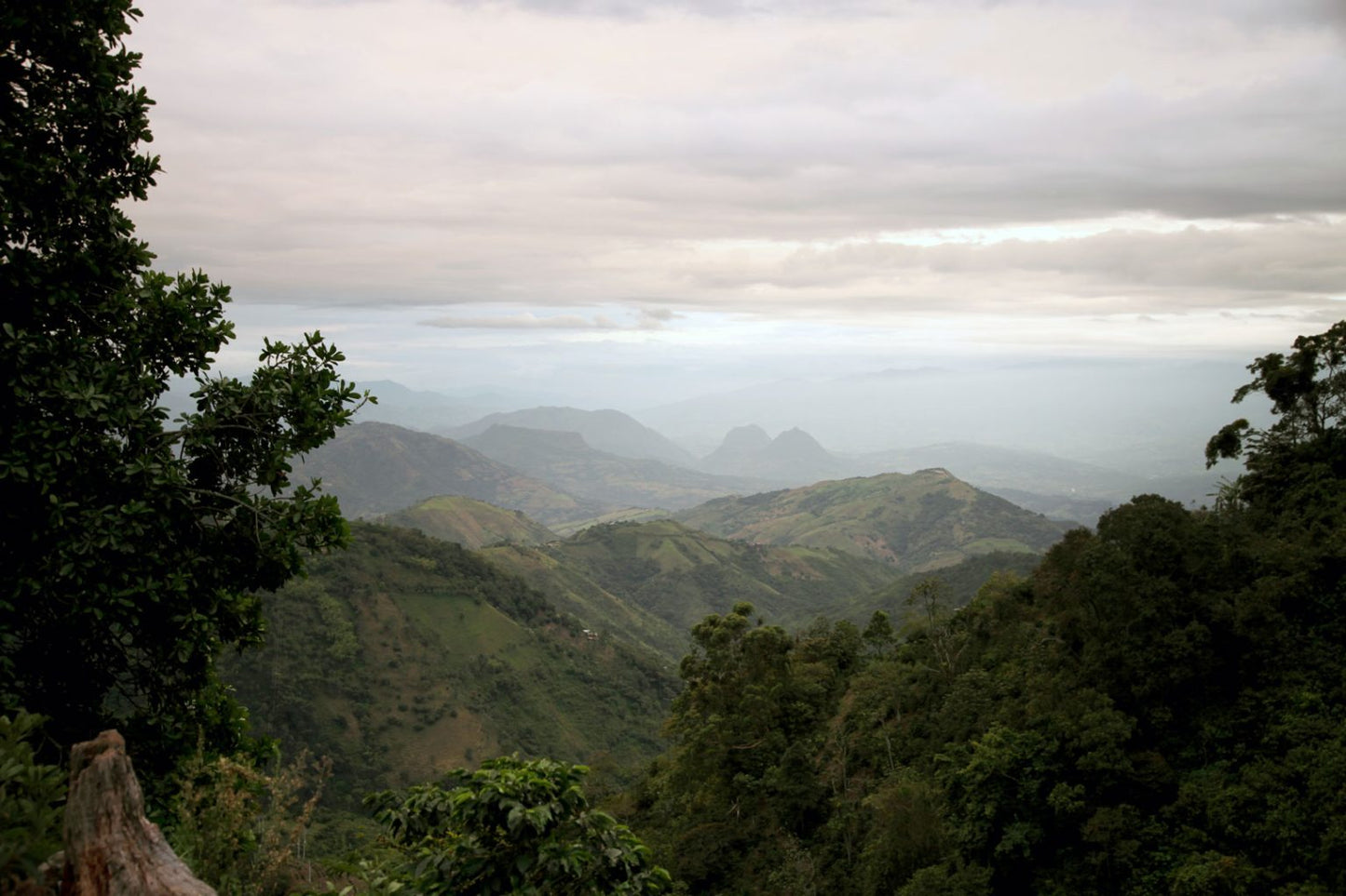 El Jardín - Single Origin - COLOMBIA