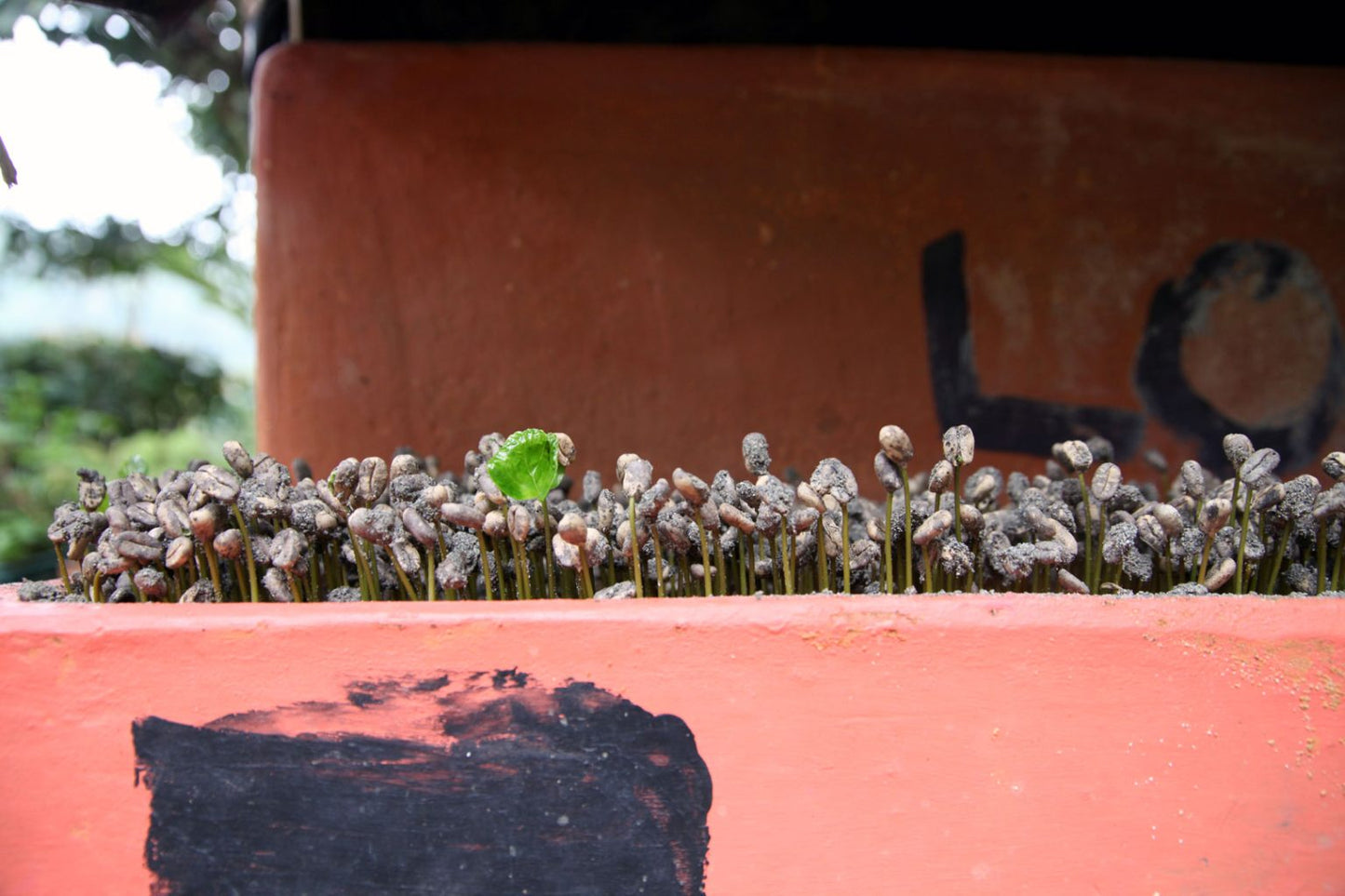 El Jardín - Single Origin - COLOMBIA