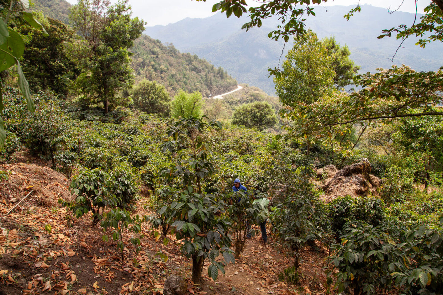 La Guacamaya - Single Origin - GUATEMALA