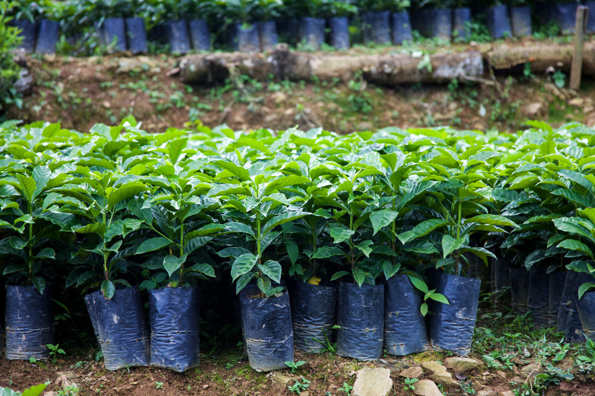 Juana Mamani - Single Origin - BOLIVIA