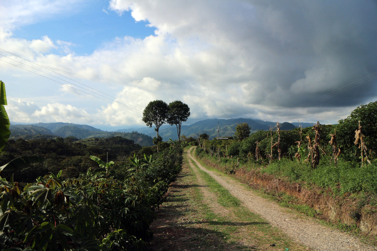 Jhon Hector Diaz - Single Origin - COLOMBIA