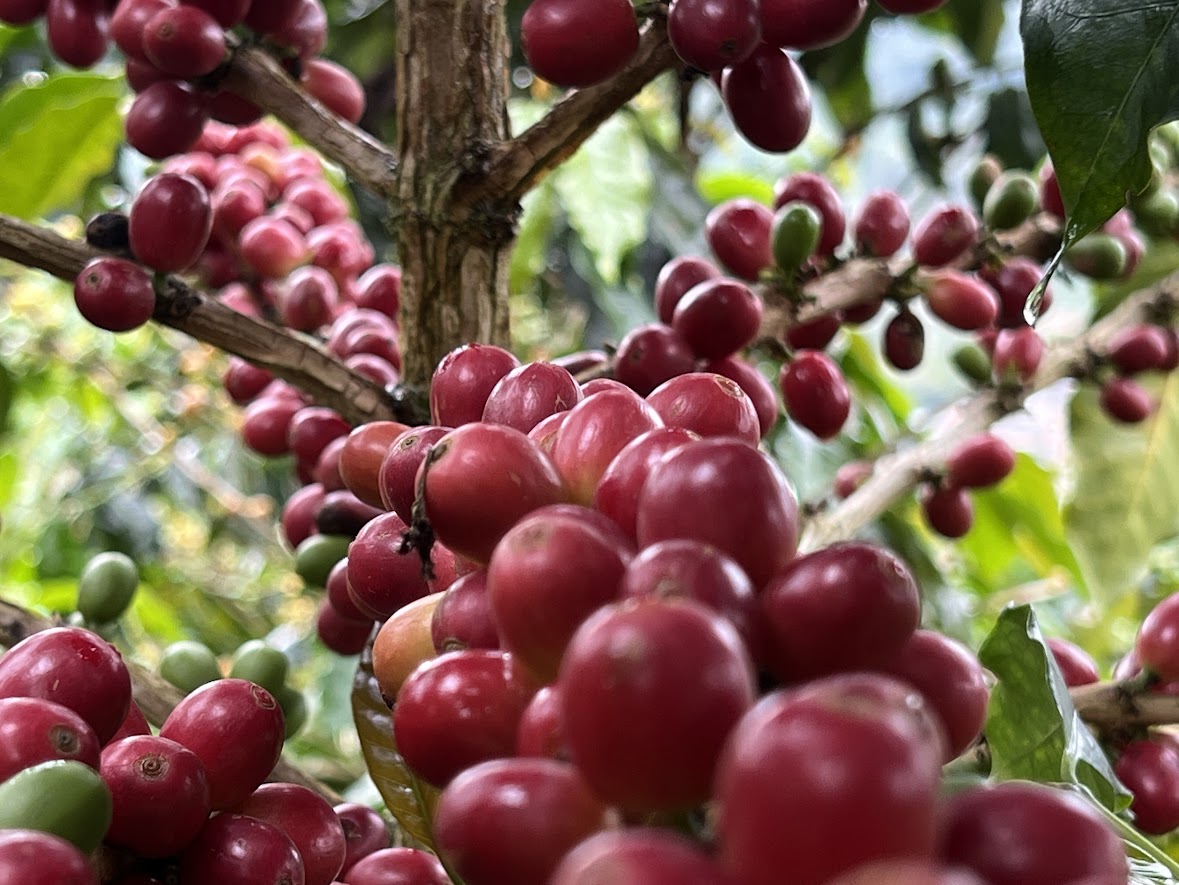 Wilder Lazo - Single Origin - COLOMBIA