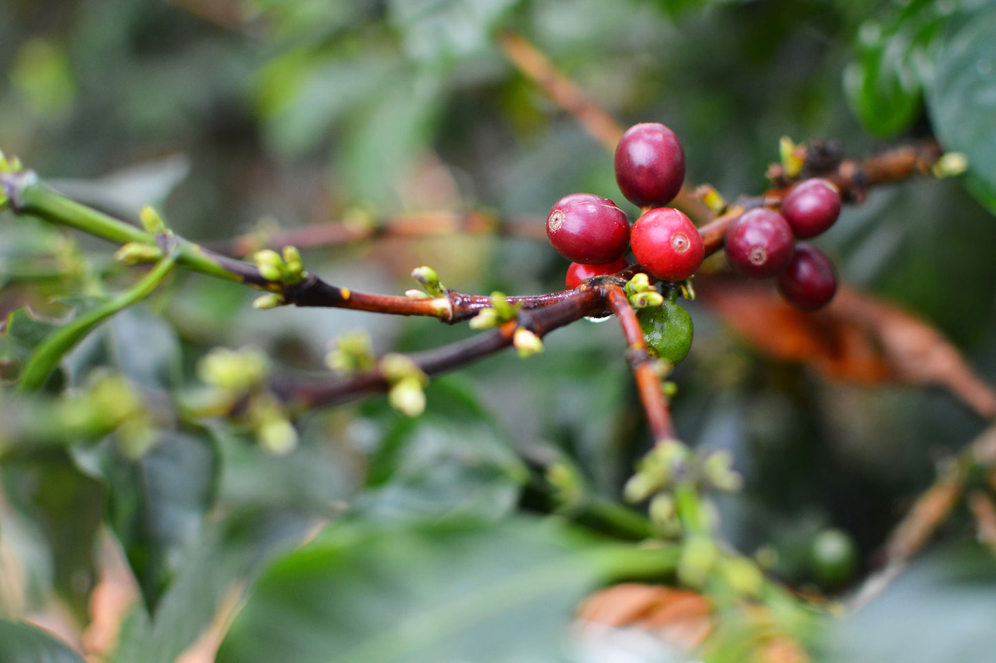 Andres Peña - Single Origin - COLOMBIA