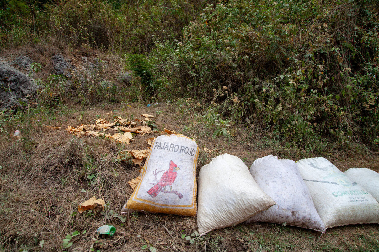 La Guacamaya - Single Origin - GUATEMALA