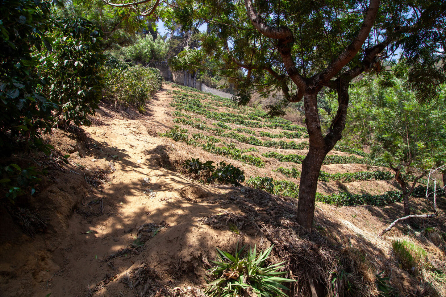 Santa Clara State - Single Origin - GUATEMALA