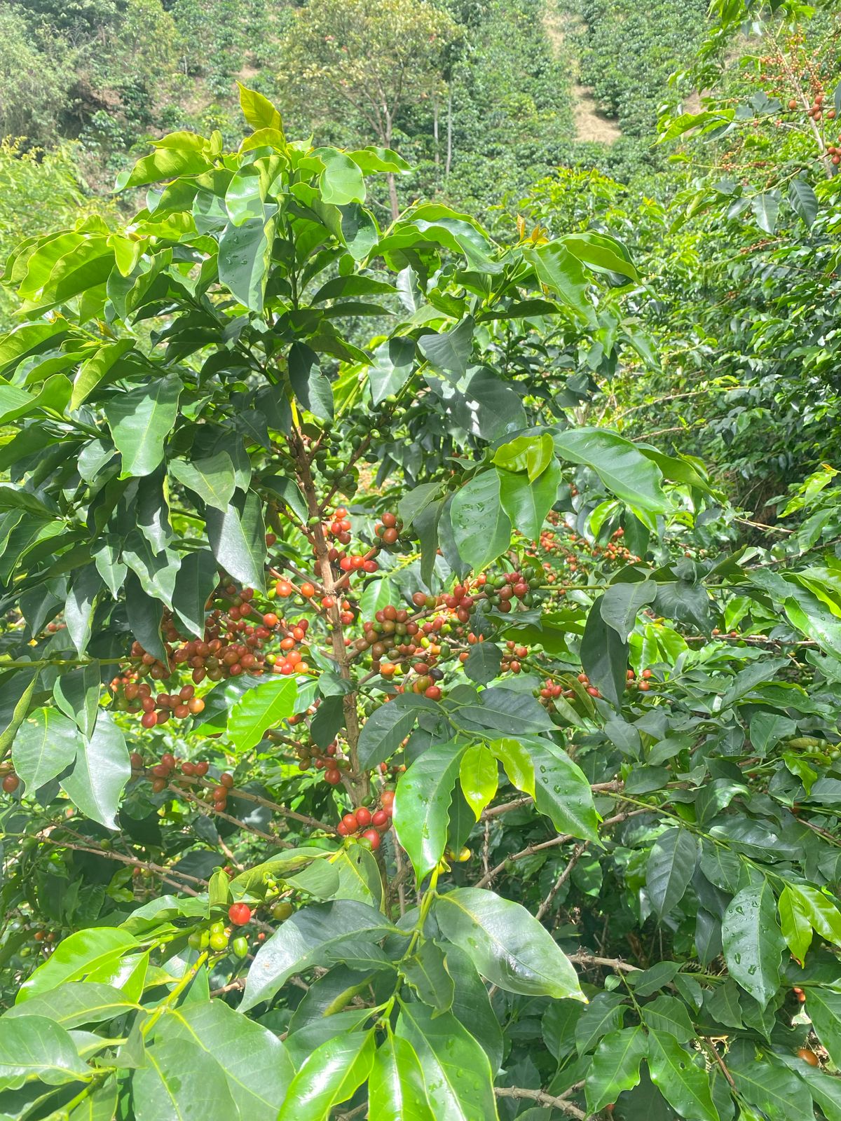 Creation - Single Origin - COLOMBIA