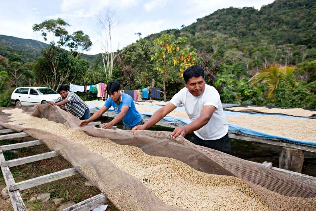 Juana Mamani - Single Origin - BOLIVIA