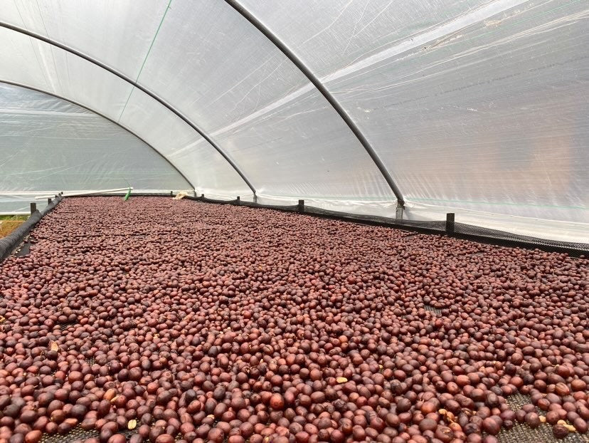 Jairo Lopez - Single Origin - COLOMBIA